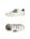 White White