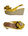 Yellow Yellow