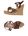 Dark brown