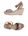 Dove grey Dove grey