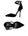 Black Black