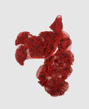 ALEXANDER MCQUEEN - Scarf