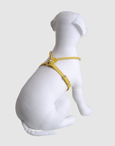 ZOOM LA CINOPELCA - Harness