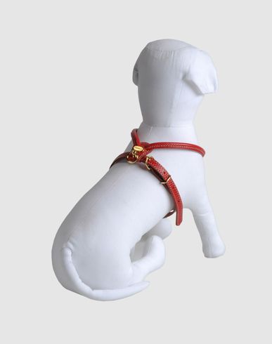 ZOOM LA CINOPELCA - Harness