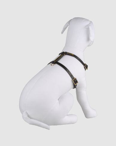 ZOOM LA CINOPELCA - Harness