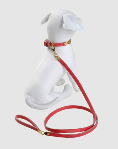 ZOOM DSQUARED2 - Harness & Leash Set