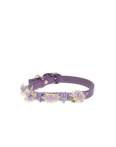 ZOOM DVS DOG VIP STAR - Collar