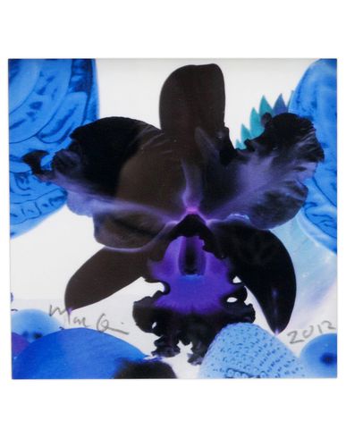 ZOOM MARC QUINN - Print