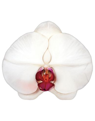 ZOOM MARC QUINN - Gift idea