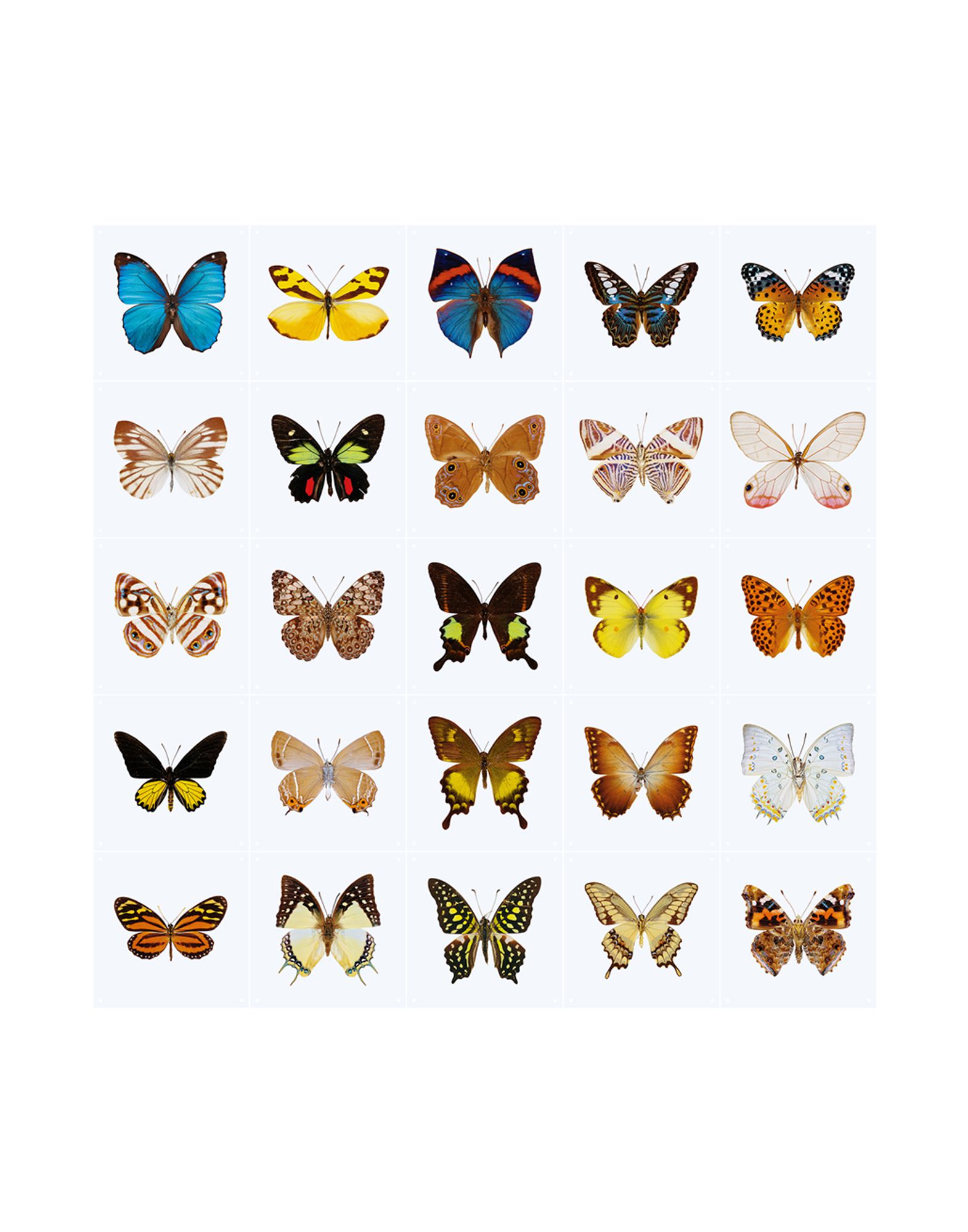 《送料無料》IXXI Unisex デコレーション ホワイト 指定外繊維（紙） Butterflies